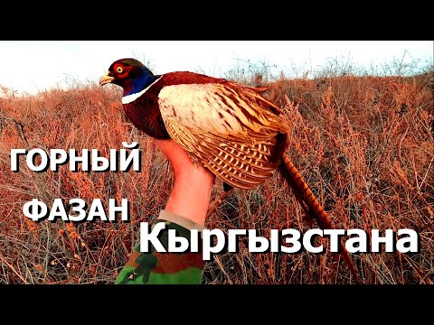 Видео: Фазан