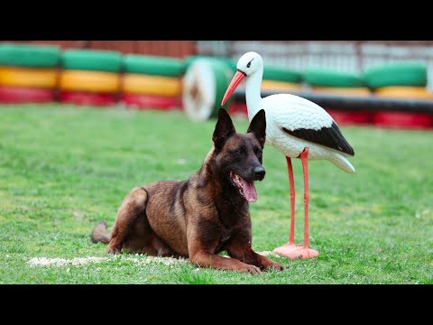 Видео: Сегодня моему Килиму (Южная Коллекция Конвой) осполнилось 5 лет!#malinois #mondioring #малинуа