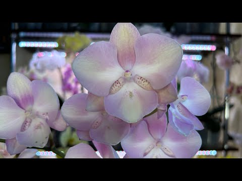 Видео: Пересадка Орхидей и немного красоты ( часть 2)