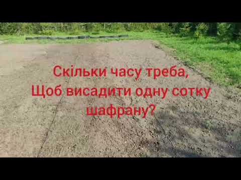 Видео: Скільки часу треба,щоб висадити одну сотку шафрану?