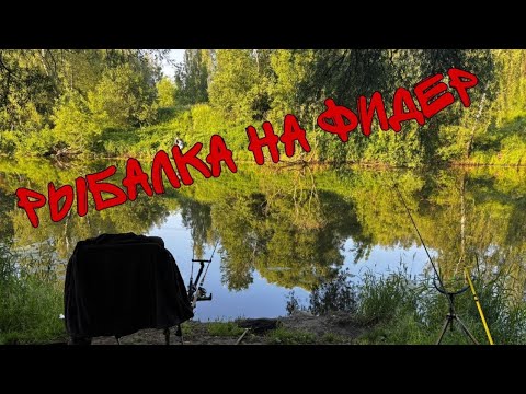 Видео: Английская донка. Уловы малых рек Подмосковья. Огромная плотва и подлещики не дают покоя. 