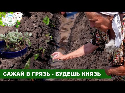 Видео: Как высадить рассаду клубники в грунт. Пикировка сеянцев клубники.