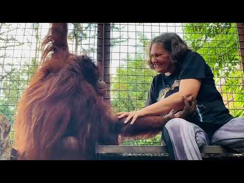 Видео: ОРАНГУТАН и ЧЕЛОВЕК - удивительное общение!