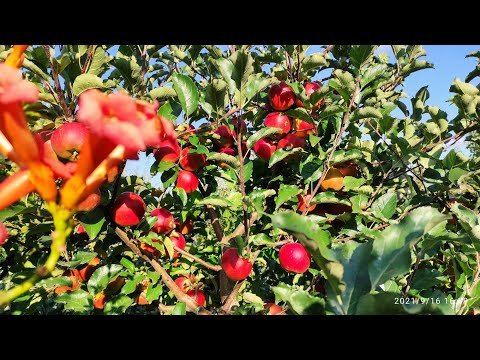 Видео: "Еліза"-перлина саду.Сорт який зачаровує смаком та красою.