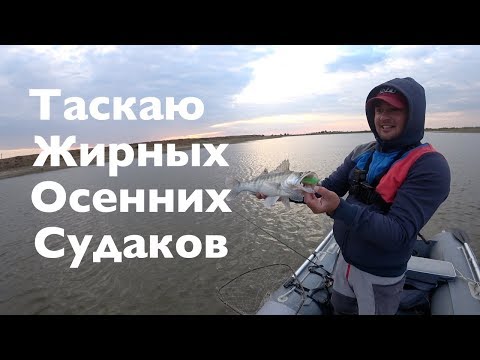 Видео: Таскаю Жирных Осенних Судаков.ТЖОС .Последнее видео с Evergreen Poseidon Squidlaw SS 84MH