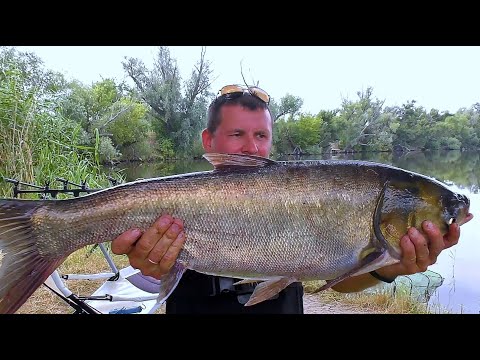 Видео: Зелёное уже не зелёное. Ловля толстого на резинку.