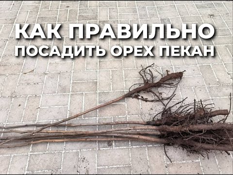 Видео: Как правильно посадить орех пекан?