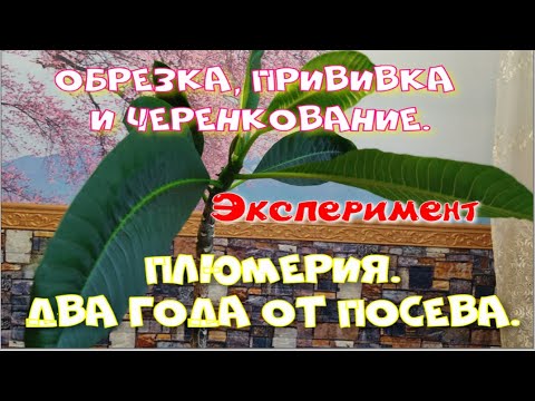 Видео: Плюмерия  Обрезка и черенкование. (Ч.2)