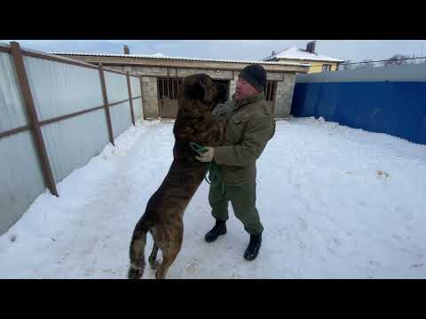Видео: Обзор собак Питомника с Верхнего Дона