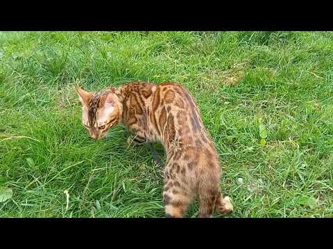 Видео: Химия в сыром мясе? Глисты в мясе, гормоны, ауеска в свинине? Как же кормить мясом собак и кошек.