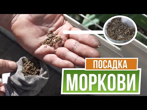 Видео: Прорастание семян моркови в носке ❦ Посадка Моркови ❦ 100% Урожай