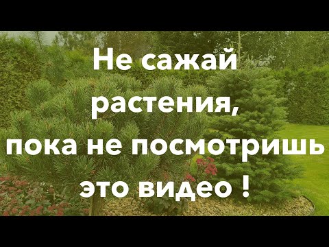 Видео: Не сажай растения, пока не посмотришь это видео! #Сад #Сосна #Посадка