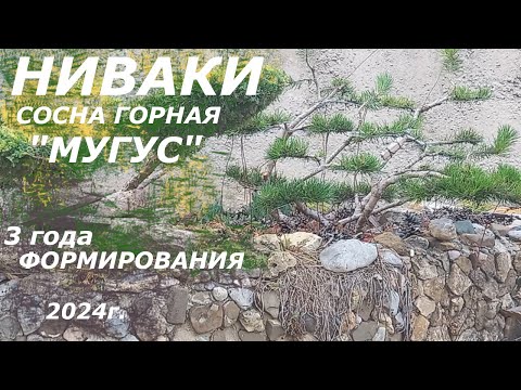 Видео: НИВАКИ сосна горная "МУГУС", 3 года формирования, 2024г.