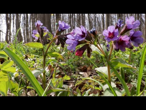 Видео: Пение Лесных Птиц. Гнездование Дроздов.Голоса Природы.Май 2024 #birdwatching #birdssong #голосаптиц