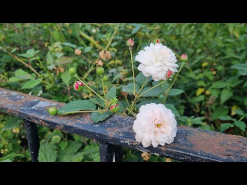 Видео: Мой фаворит - манговый йогурт Gourmet. Шот с манго. Золотой листопад, груша и цветы