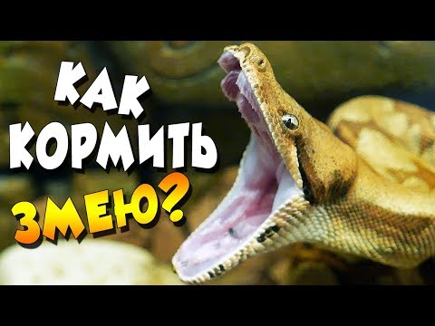 Видео: ЧЕМ КОРМИТЬ ЗМЕЮ? 🐍КАК ПРАВИЛЬНО РАЗМОРАЖИВАТЬ КРЫС!?🐁