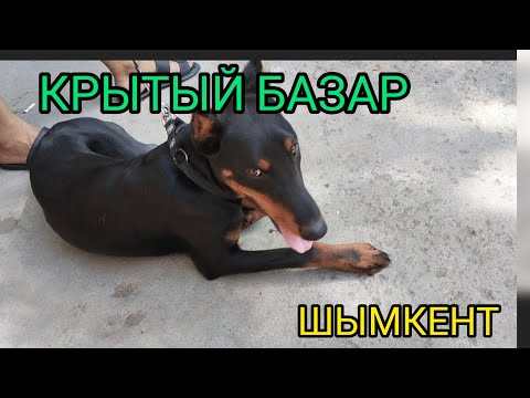Видео: Ит,Құс Бағалары КРЫТЫЙ БАЗАР ШЫМКЕНТ 11-06-2023 жыл