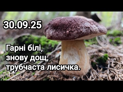 Видео: 30.09.25. Вперше зустріла трубчасту лисичку. Звичайна лисичка також є. Гарні білі. Дощові краєвиди)