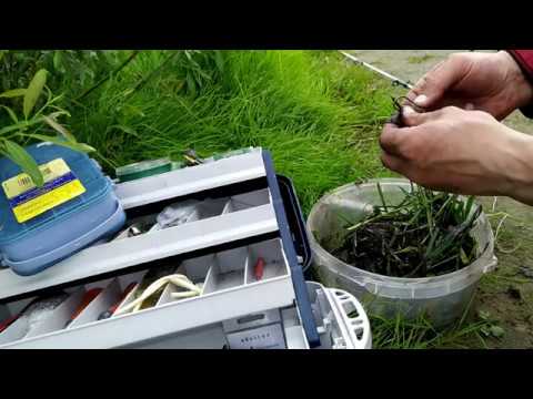 Видео: Ловля сома на донку с берега. Какую наживку на сома я применяю на рыбалке