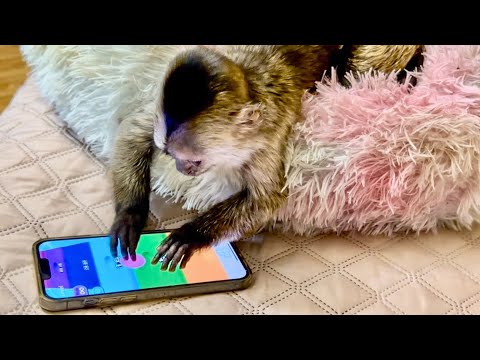 Видео: МЫ В ШОКЕ! Финик ИГРАЕТ В ТЕЛЕФОН и даже не думает нам его отдавать! 