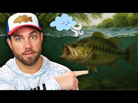 Видео: Если вы не понимаете WIND...это стоит вам BASS