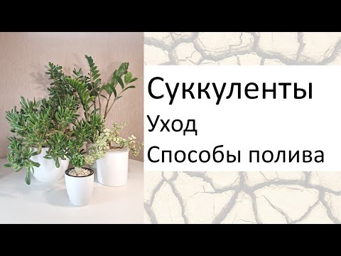 Видео: Суккуленты. Основные правила ухода. Разные способы полива