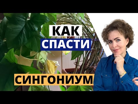 Видео: Как реанимировать СИНГОНИУМ