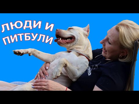 Видео: Питбуль-шоу Золотой Кубок-2023