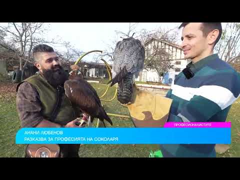 Видео: Какво е да отглеждаш най-бързата птица на планетата