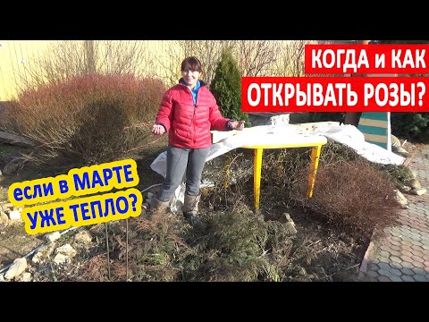 Видео: Когда ОТКРЫВАТЬ РОЗЫ весной? ТЕПЛЫЙ МАРТ - снимать укрытие с роз или нет? КАК ПЕРЕЗИМОВАЛИ РОЗЫ?