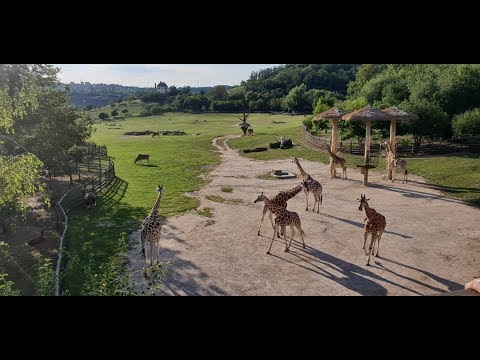 Видео: Зоопарка в Прага | Влог