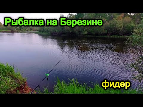 Видео: Рыбалка на Березине . Рыбалка на фидер на реке в Беларуси.