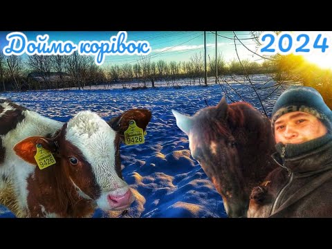 Видео: Доймо Корівок 🐄🥛