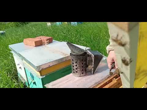 Видео: Двухматочные семьи из отводков на две печатные рамки расплода.(продолжение)