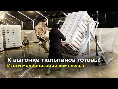 Видео: К выгонке тюльпанов готовы | Итоги модернизации комплекса