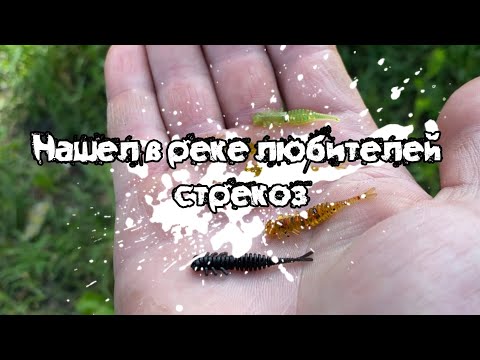 Видео: Голодный окушок сегодня живёт у берега!!!Рыбалка в черте города на приманки от RVR
