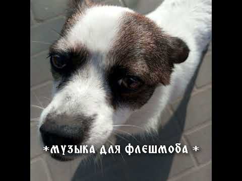 Видео: музыка для флешмоба