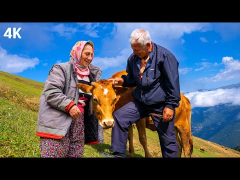 Видео: Пара, разводящая скот на плато – жизнь в облаках | Документальное-4К