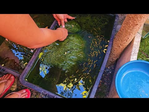 Видео: Как обустроить идеальную естественную ванну для содержания/разведения гуппи, моллинезий, меченосц...