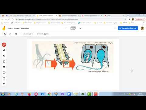 Видео: Полип гидра движение стрекательные клетки