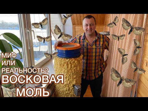 Видео: Восковая Моль — Лекарство От Всех Болезней? Реальность или Миф?