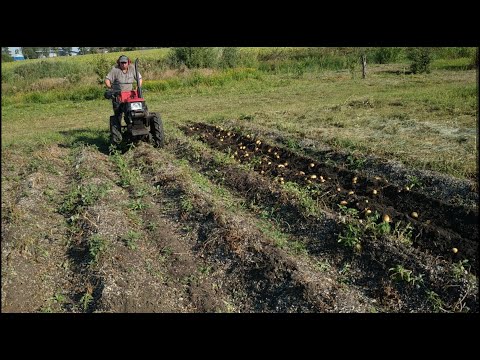 Видео: Быстрая уборка картофеля и без потерь