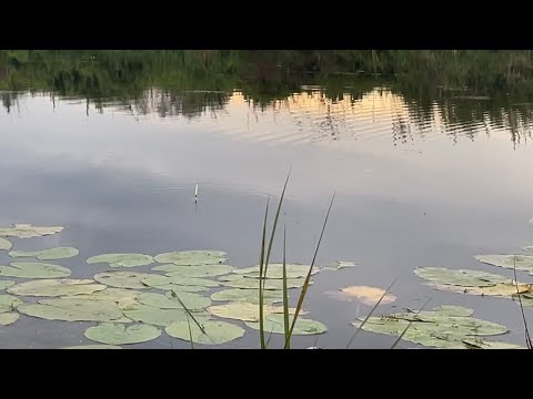 Видео: ЗДЕСЬ КАРАСИ КАЖДУЮ МИНУТУ ТЯНУТ ПОПЛАВОК ПОД ВОДУ! Рыбалка на Вечерней Зорьке! Сентябрь 2024!