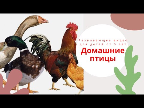 Видео: ДОМАШНИЕ ПТИЦЫ.🐓🐥 Развивающее видео для детей от 3 лет. Домашние птицы для детей. Раннее развитие