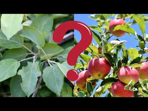 Видео: Почему фруктовые деревья не плодоносят каждый год? Вот в чем проблема и как ее решить!