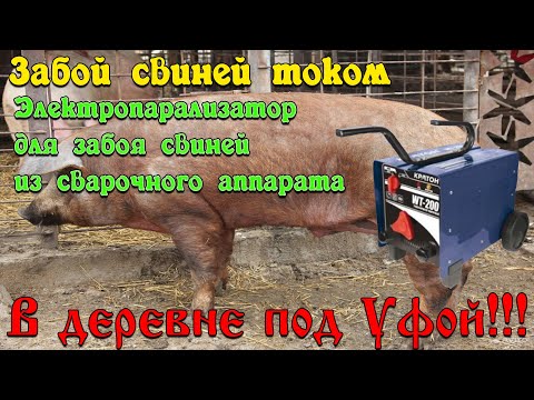 Видео: ЗАБОЙ СВИНЕЙ ТОКОМ!!! #электропарализатор #электрошокер #забой #оглушитьсвинью #забойэлектричеством