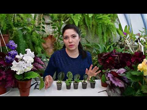 Видео: Вместо деток цветоносы, или цветущие листья фиалок