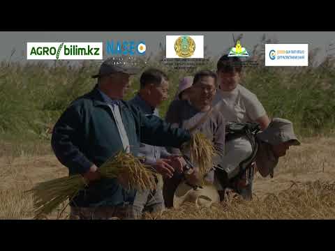 Видео: 20.08.2025 г. «Қызылорда облысы жағдайында күріш өсірудің су үнемдегіш технологиялары»