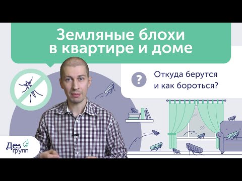 Видео: Как вывести блох? | Земляные блохи и постельные блохи | Обработка от блох