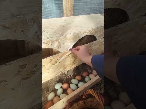 Видео: 18 октября 2025 г.